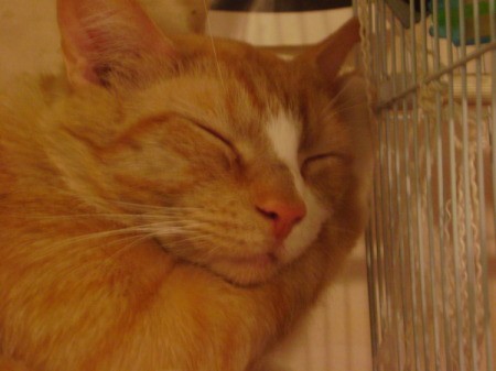 Peanut, an orange tabby, asleep with his face and one paw resting on a parakeet cage