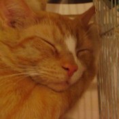Peanut, an orange tabby, asleep with his face and one paw resting on a parakeet cage