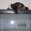 cat on a computer monitor