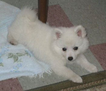 Miniature American Eskimo