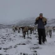 Reindeer Herd in snow