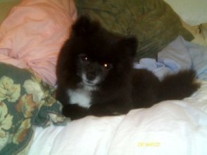 Dallas (Pomeranian) lying on a bed.