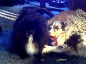 Dallas (Pomeranian) and Sadie (Australian Shepherd)