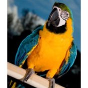 A parrot perched on a wooden dowel