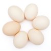 Eggs in Circle on White Background