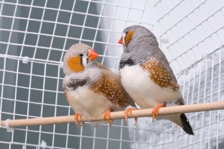 Pair of Zebra Finches on Perch