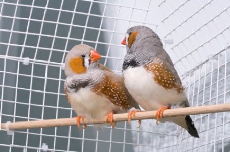 Caring for Zebra Finches | ThriftyFun