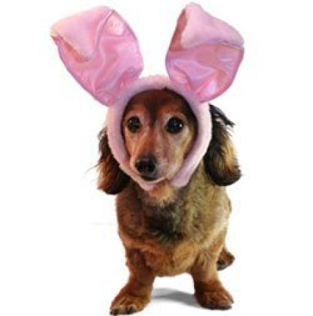 Dog with Easter bunny ears.