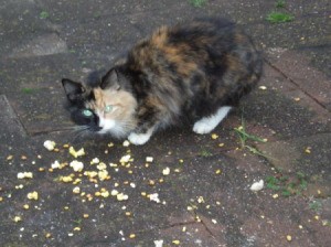A calico cat eating popcorn intended for birds.