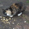 A calico cat eating popcorn intended for birds.