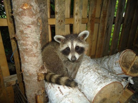 Raccoon on wood pile.