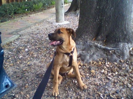 Brown dog near tree.