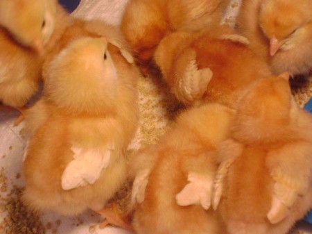 The Boogaboo Bunch (Rhode Island Red Mix)