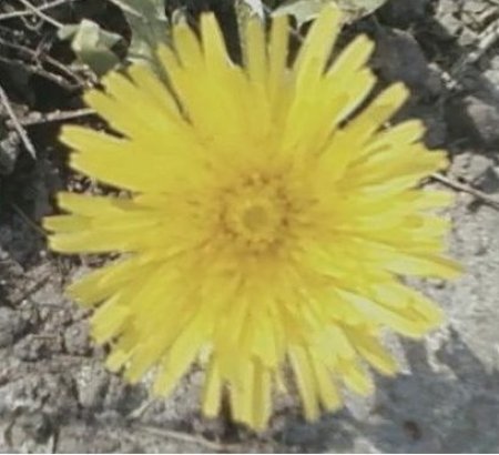 Cheerful yellow dandelion