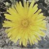 Cheerful yellow dandelion