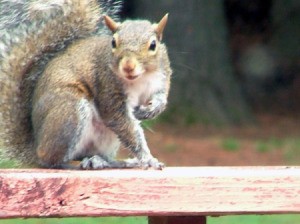 Baby squirrel sitting on a deck railing.