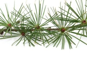 Pine Branch on White Background