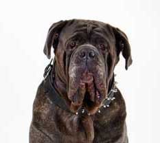 Neapolitan Mastiff