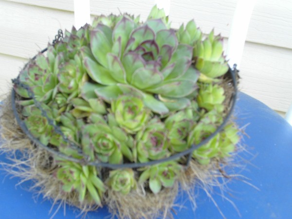 Hen and Chicks