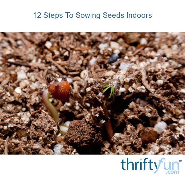 12 Steps To Sowing Seeds Indoors ThriftyFun