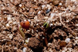 Radish seedlings coming up in peat pots indoors.