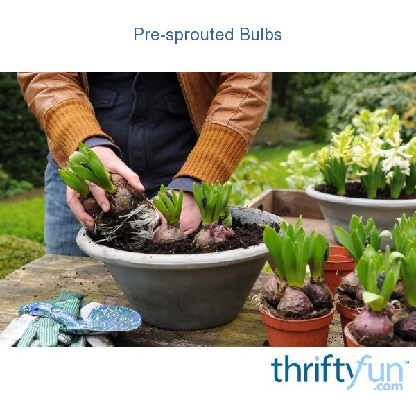 Plant PreSprouted Bulbs and Flowers for Instant Spring ThriftyFun