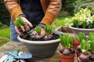 Pre-sprouted bulbs for planting in the garden.