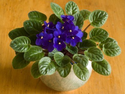 How to Divide Your Houseplants, like this African violet