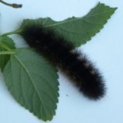 black caterpillar on leaf