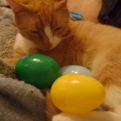 Peanut, an orange cat with plastic Easter eggs.