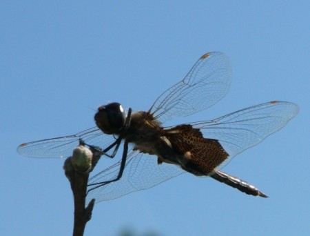 A dragonfly hovering over a budding peach tree.