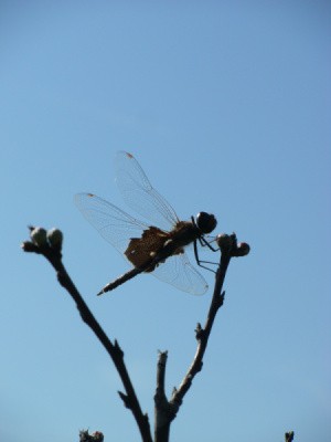 A dragonfly hovering over a budding peach tree.