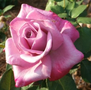 A pink rose just blooming