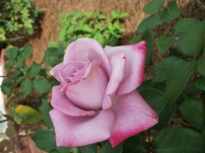 A pink rose just blooming.