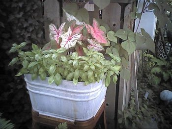 Fall Clematis Container