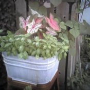 Fall Clematis Container