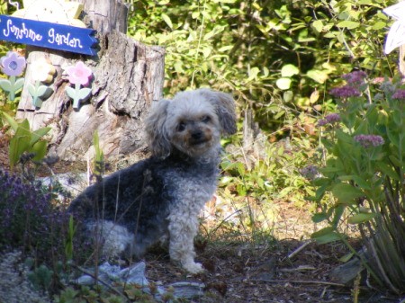Ellie Mae (Yorkshire Terrier/Toy Poodle) sitting outside.