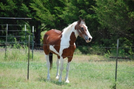 Patriot (Paint Horse) in a field