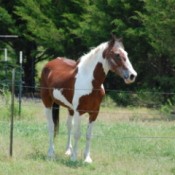Patriot (Paint Horse) in a field