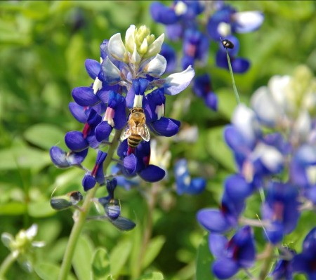 Texas Bluebonnets, spring in Trenton, Texas