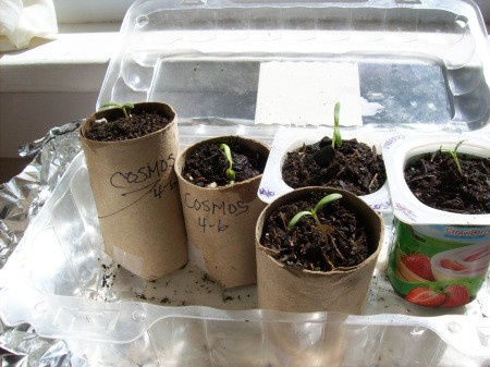 Seeding contains made out of paper towel tubes.