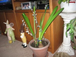 Staking an amaryllis with pussy willow branches.