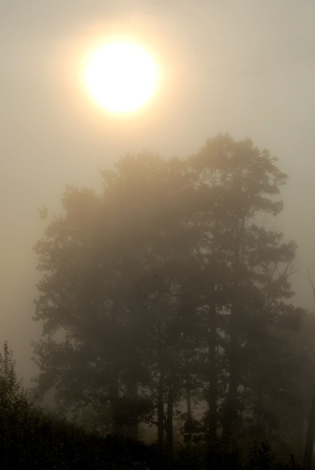 Fog (Shenandoah National Park, Virginia), with trees and the sun in the background.