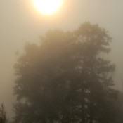 Fog (Shenandoah National Park, Virginia), with trees and the sun in the background.