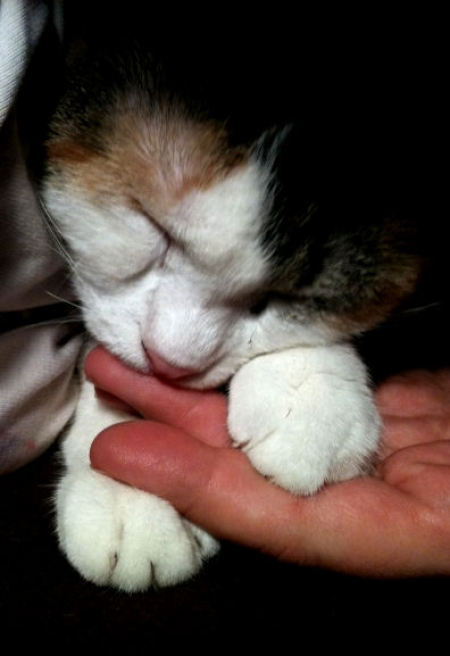 Nadia (Calico) sucking her owner's fingers.