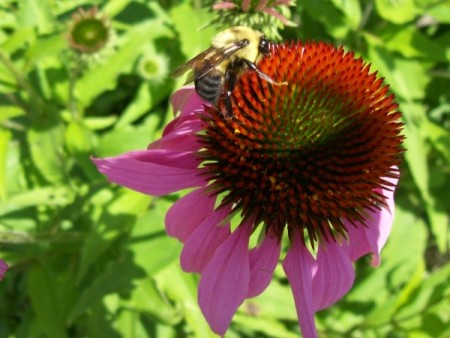 A bumblebee on a purple coneflower blossom