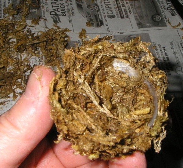 Putting Moss on the Inside