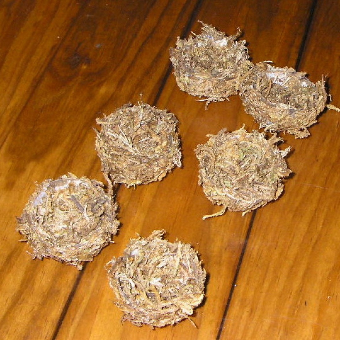 Medicine Cup Bird Nest ThriftyFun