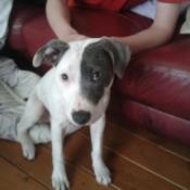 Gray and white puppy.