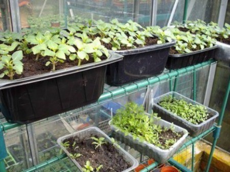 Recycled plastic containers for seedlings.